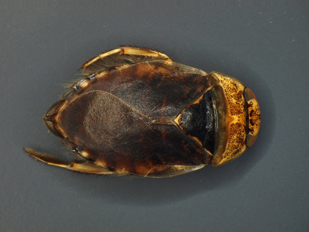Ilyocoris cimicoides